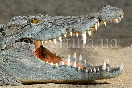 25 лет Производственной группе Кайман